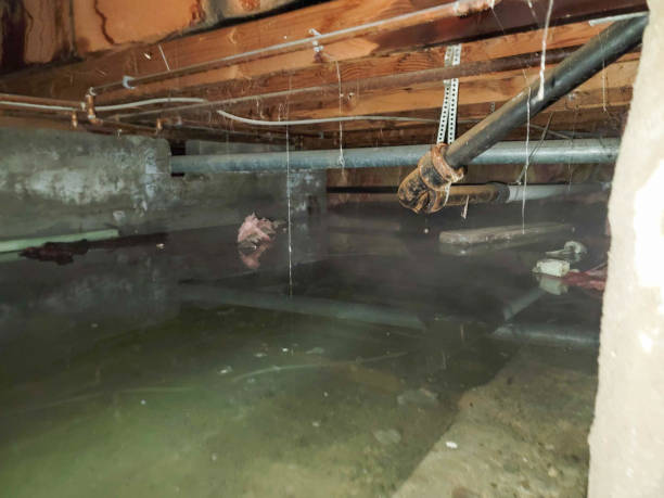  Mesita, NM Water damage restoration Pros