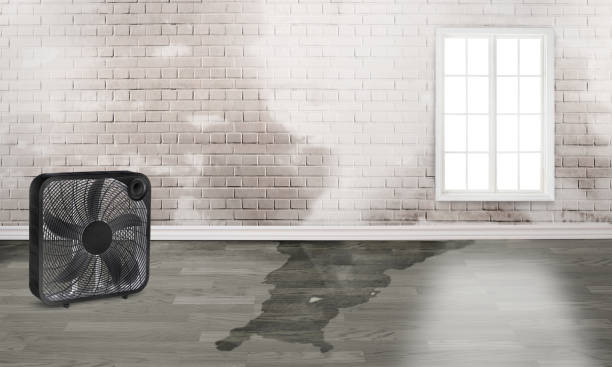 Best Water damage restoration near me  in Mesita, NM